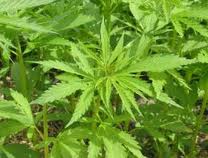 5 Easy Tips To Make Bhang At Home For Holi